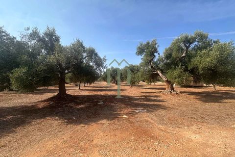 Villa i Carovigno, Brindisi, Carovigno - € 340.000 | Ref: Villa Casellini - foto 18